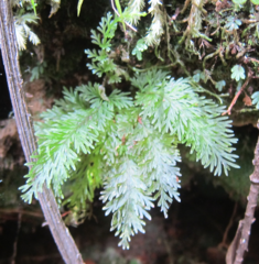 Trichomanes strictum