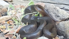 Lycodonomorphus rufulus