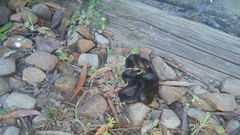 Lycodonomorphus rufulus