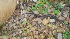 Lycodonomorphus rufulus