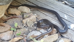 Lycodonomorphus rufulus