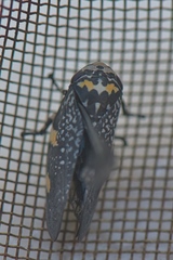 Ptyelus grossus