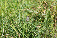 Prinia inornata