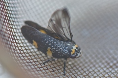 Ptyelus grossus