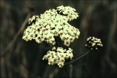 Achillea millefolium