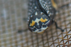 Ptyelus grossus