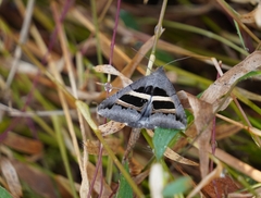 Grammodes geometrica