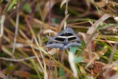 Grammodes geometrica