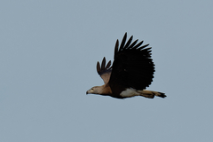 Haliaeetus ichthyaetus