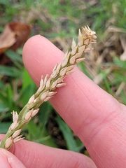 Stenotaphrum secundatum