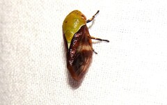 Brunotartessus fulvus