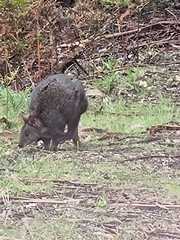 Thylogale billardierii