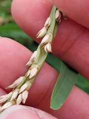 Stenotaphrum secundatum