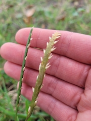 Stenotaphrum secundatum