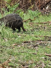 Thylogale billardierii