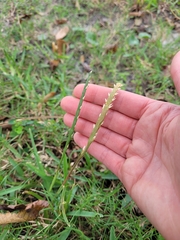 Stenotaphrum secundatum