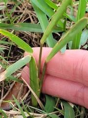 Stenotaphrum secundatum