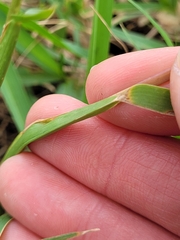 Stenotaphrum secundatum