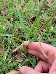 Stenotaphrum secundatum