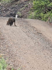 Thylogale billardierii