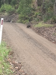 Thylogale billardierii