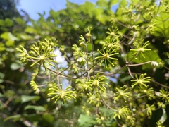 Clematis aureolata
