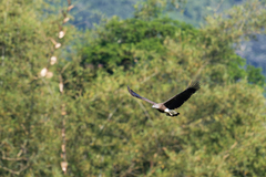 Haliaeetus ichthyaetus