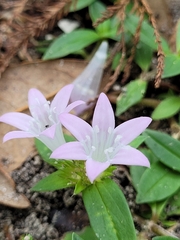 Richardia grandiflora