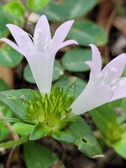 Richardia grandiflora