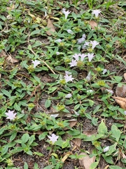 Richardia grandiflora