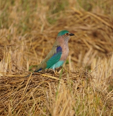 Coracias benghalensis