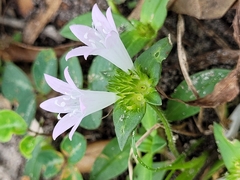 Richardia grandiflora