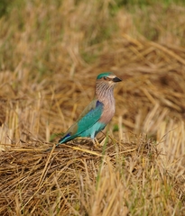 Coracias benghalensis
