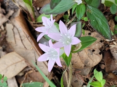 Richardia grandiflora
