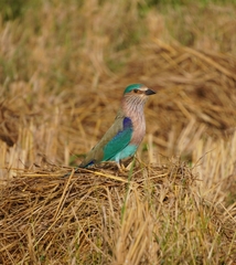 Coracias benghalensis