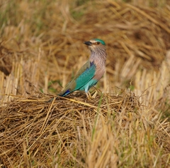 Coracias benghalensis