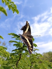 Charaxes castor