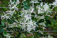 Clematis pubescens