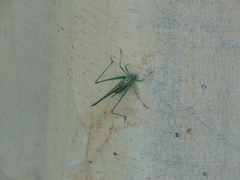 Insara elegans