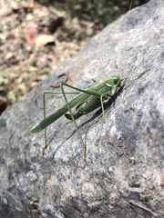 Insara elegans