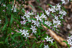Crowea angustifolia