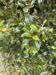 Syzygium australe