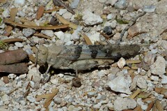 Trimerotropis latifasciata