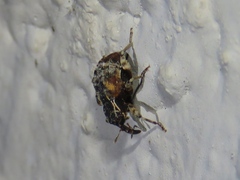 Conotrachelus anaglypticus