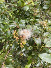 Syzygium australe