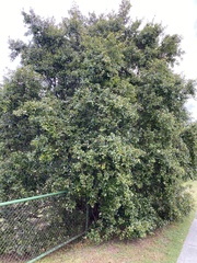 Syzygium australe