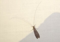 Triplectidinae