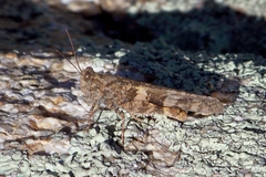 Trimerotropis cyaneipennis