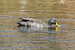 Anas undulata undulata