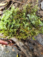Cyathophorum bulbosum